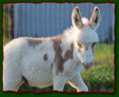 Shorecrests Luther, spotted jack for sale at Shorecrest Farms