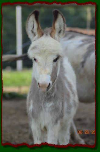 Shorecrests Olivia, spotted miniature donkey jennet for sale.