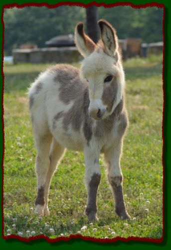 Shorecrests Olivia, spotted miniature donkey jennet for sale.