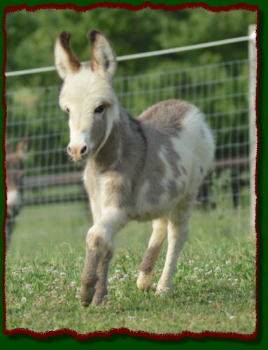 Shorecrests Olivia, spotted miniature donkey jennet for sale.