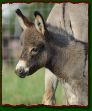 Shorecrests Opal Ann, gray/brown jennet for sale at Shorecrests Acres