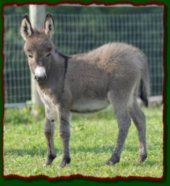 Shorecrests Opal Ann, gray/brown jennet for sale at Shorecrests Acres