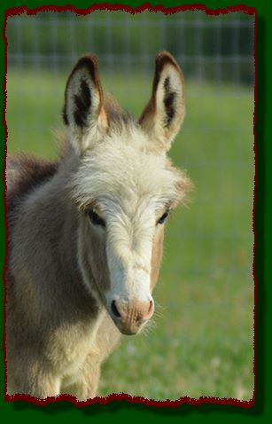 Shorecrest Oscar, miniature spotted donkey for sale at Shorecrest Farm