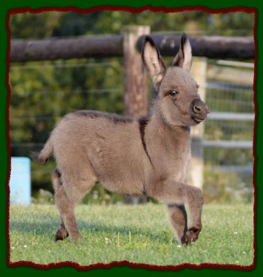 baby miniature donkeys for sale near me