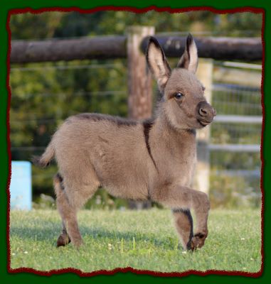 Shorecrest Eli, miniature donkey for sale.