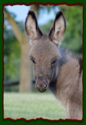 Shorecrest Eli, miniature donkey for sale.