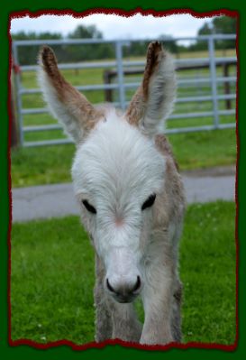 Shorecrests Eliza, mininature donkey foal