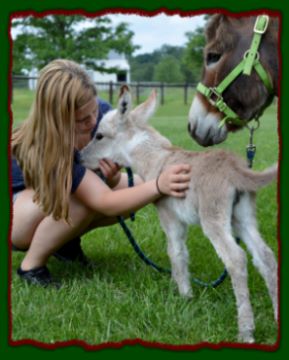 Shorecrests Eliza, mininature donkey foal