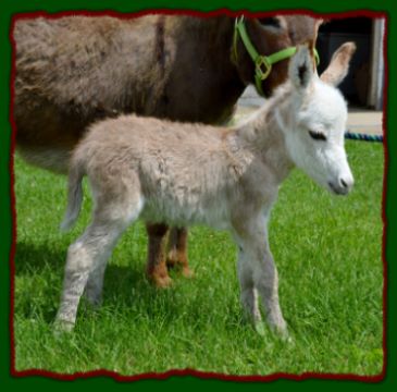 Shorecrests Eliza, mininature donkey foal