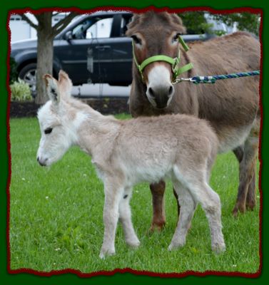 Shorecrests Eliza, mininature donkey foal