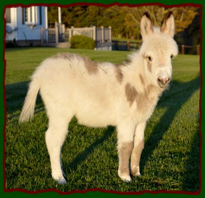 Shorecrests Elliot, spotted miniature donkey for sale.