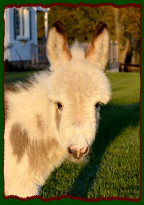 Shorecrests Elliot, spotted miniature donkey for sale.