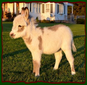 Shorecrests Elliot, spotted miniature donkey for sale.