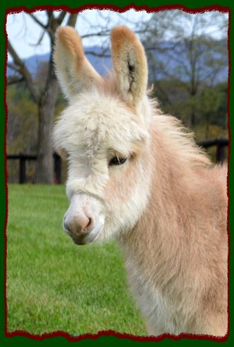 Shorecrests Elroy, red and white spotted miniature donkey for sale.