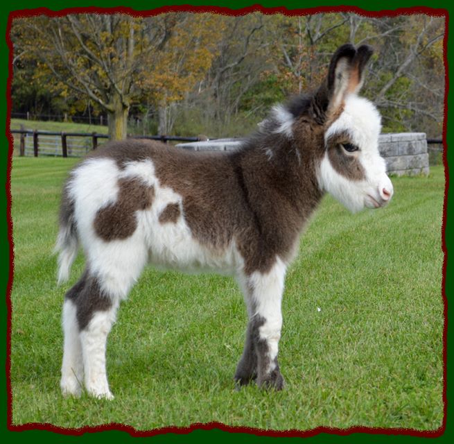 Shorecrests Elton, spotted miniature donkey for sale.