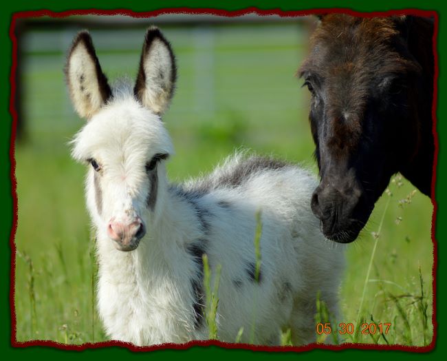 Shorecrests Elvira, miniature donkey for sale