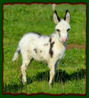 Shorecrests Elvira, miniature donkey for sale