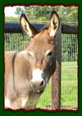 Shorecrests Elegance, miniature donkey for sale