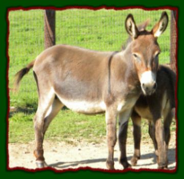 Shorecrests Elegance, miniature donkey for sale