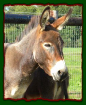 Shorecrests Elegance, miniature donkey for sale