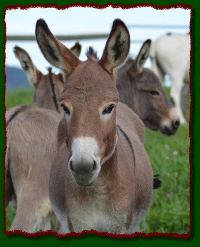 Shorecrests Gabrielle, miniature donkey for sale