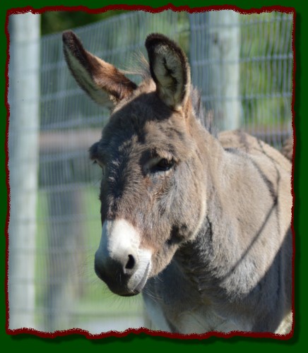 Shorecrests Suzy, miniature donkey for sale