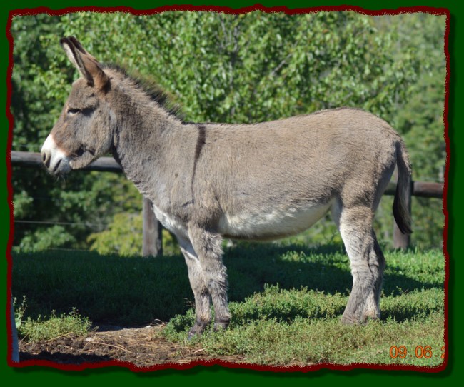 Shorecrests Suzy, miniature donkey for sale