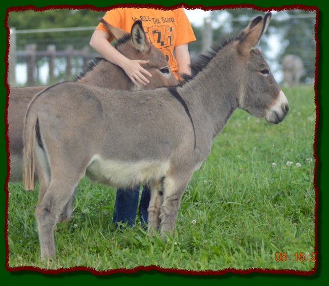 Shorecrests Suzy, miniature donkey for sale