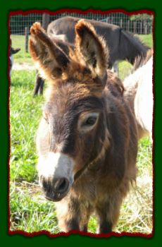 Shorecrests Tracer, miniature donkey for sale