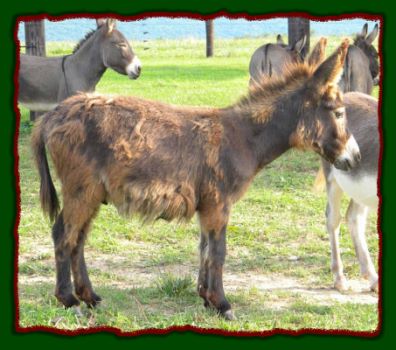 Shorecrests Tracer, miniature donkey for sale