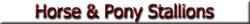 Horse & Pony Stallions