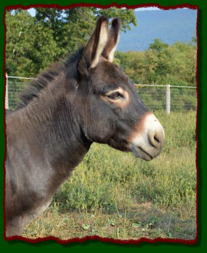 Shorecrests Ivan, miniature donkey herdsire at Shorecrests Farm