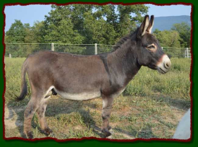 Shorecrests Ivan, miniature donkey herdsire at Shorecrests Farm