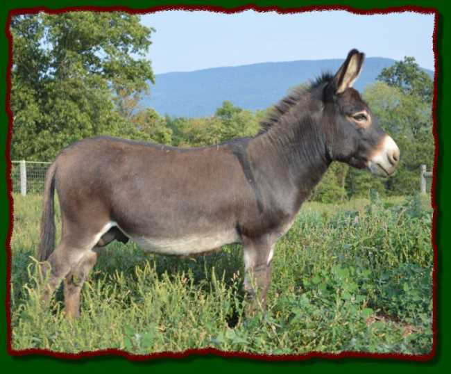 Shorecrests Ivan, miniature donkey herdsire at Shorecrests Farm