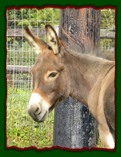 Miniature Donkey Brood Jennet, Pheasant Meadow Farm's Barbara 