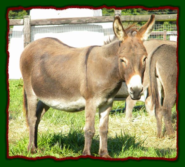 Miniature Donkey Brood Jennet, Pheasant Meadow Farm's Barbara 