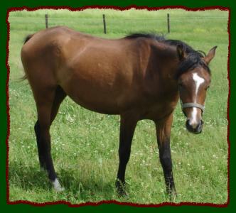 Click photo to enlarge image of horse for sale