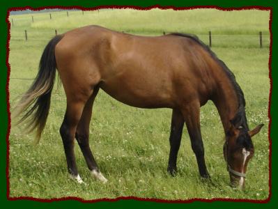 Click photo to enlarge image of horse for sale