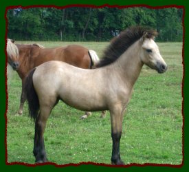 Buckskin Filly Pony