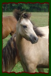 Buckskin Filly Pony