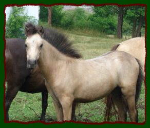 Buckskin Filly Pony