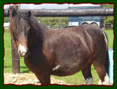 Cricket, grade pinto mare