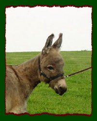 Shorecrests Dexter, miniature donkey 