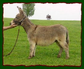 Shorecrests Dexter, miniature donkey 