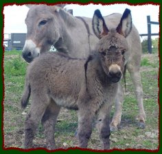 Unnamed jennet foal