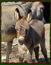 Unnamed jennet foal