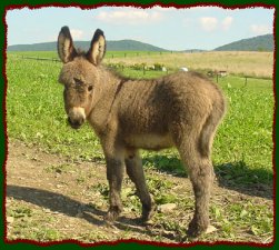 Unnamed jennet foal