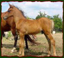 HiJinx, Arabian Colt for sale