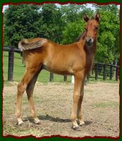 HiJinx, Arabian Colt for sale