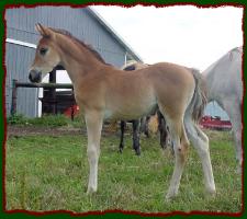 Kojakk, Arabian Colt for sale